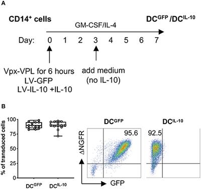 Generation of Powerful Human Tolerogenic Dendritic Cells by Lentiviral-Mediated IL-10 Gene Transfer